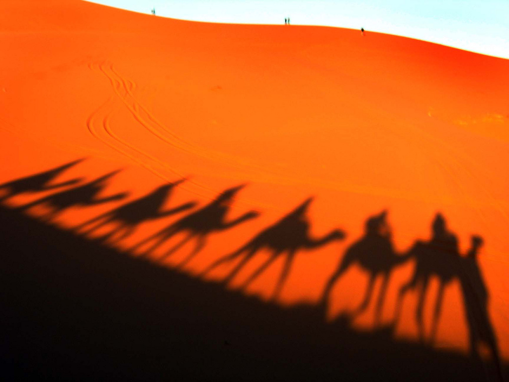 Camels in the Sahara Desert
