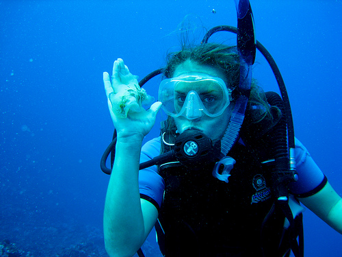 Nudibranch