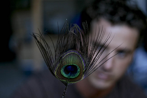 peacock feather