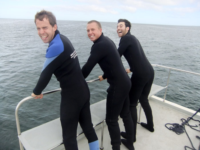 great white shark cage diving in south africa