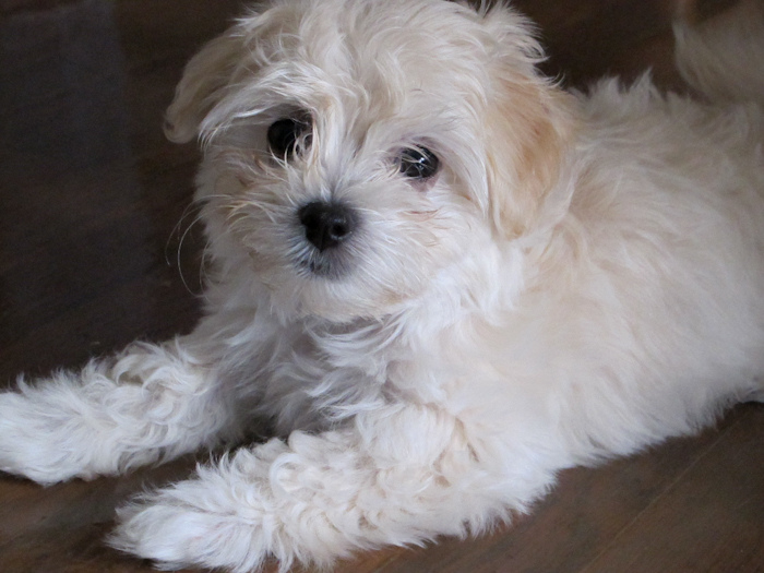 maltese, dog, puppy