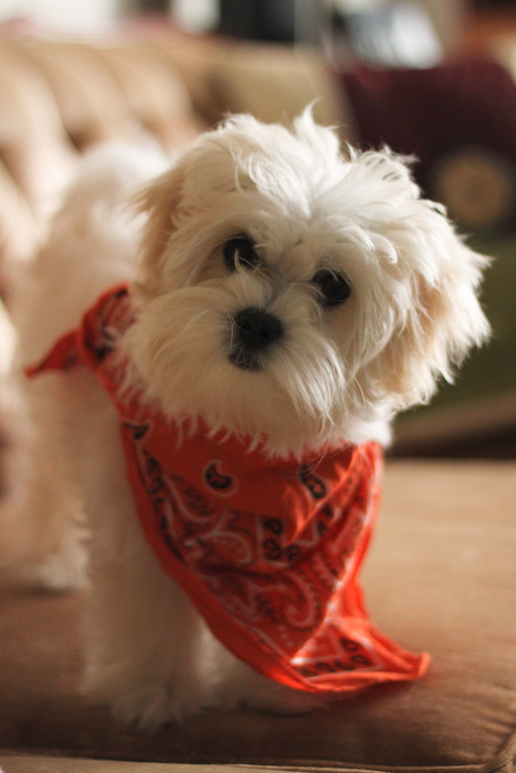 maltese puppy