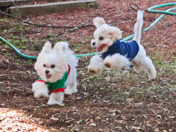 maltese puppy
