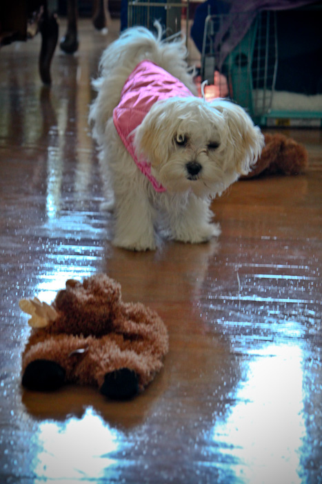 maltese puppy
