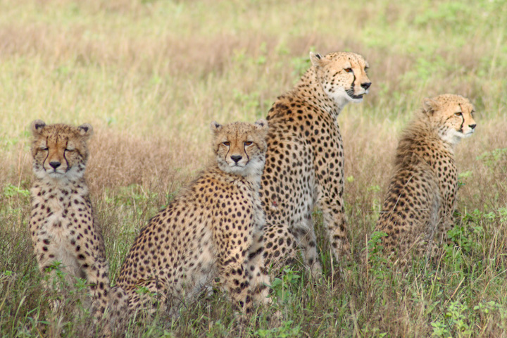 cheetahs in Kruger