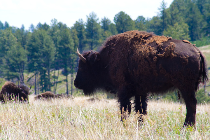 Custer State Park, South Dakota