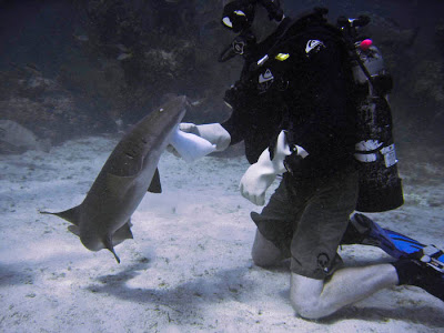 Diving with Sharks in the Bahamas