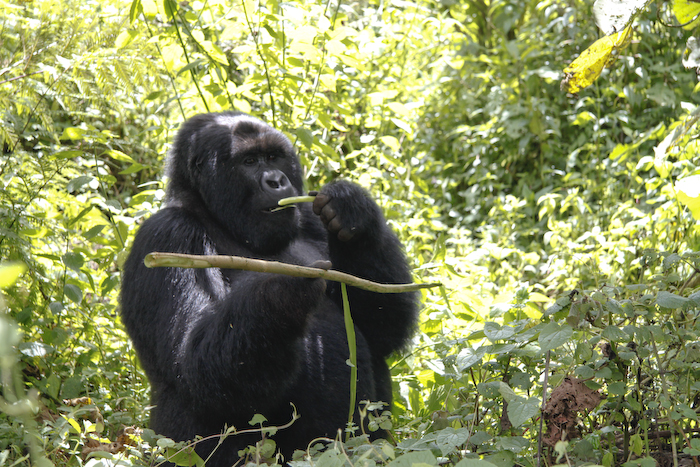 gorilla in Rwanda | Camels & Chocolate