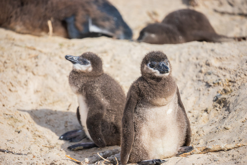 How to see penguins at Boulders Beach in South Africa
