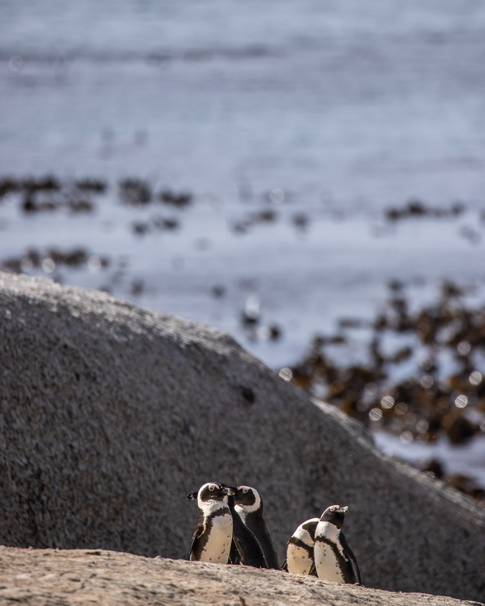 How to see penguins at Boulders Beach in South Africa