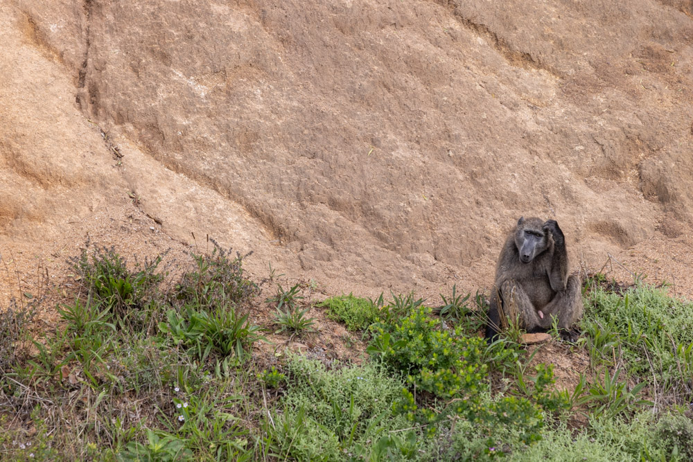 Baboons in Cape Town, South Africa