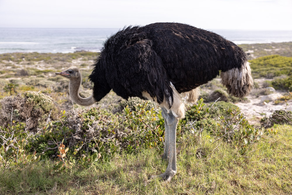 Ostriches in Cape Point, South Africa