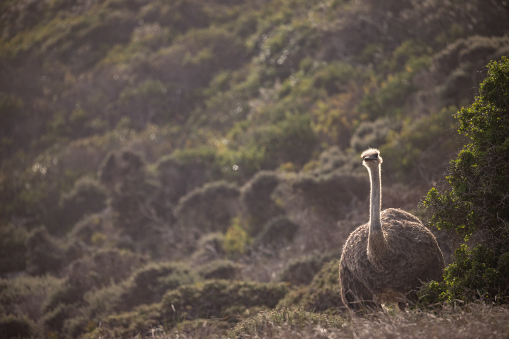 Ostriches in Cape Point, South Africa