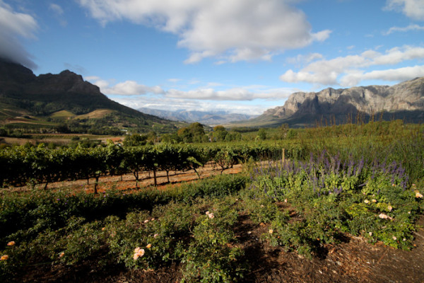 Stellenbosch | How to do South Africa’s Wine Country