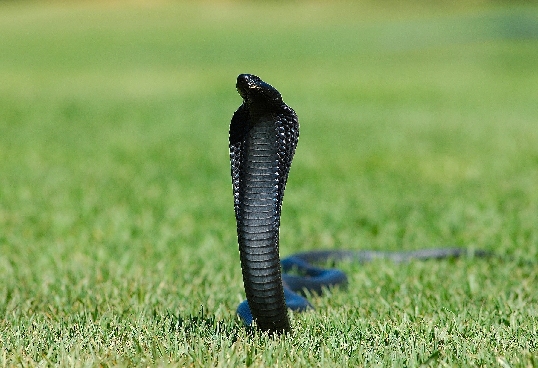 Black Spitting Cobra