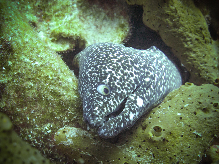 Moray Eel in Bonaire