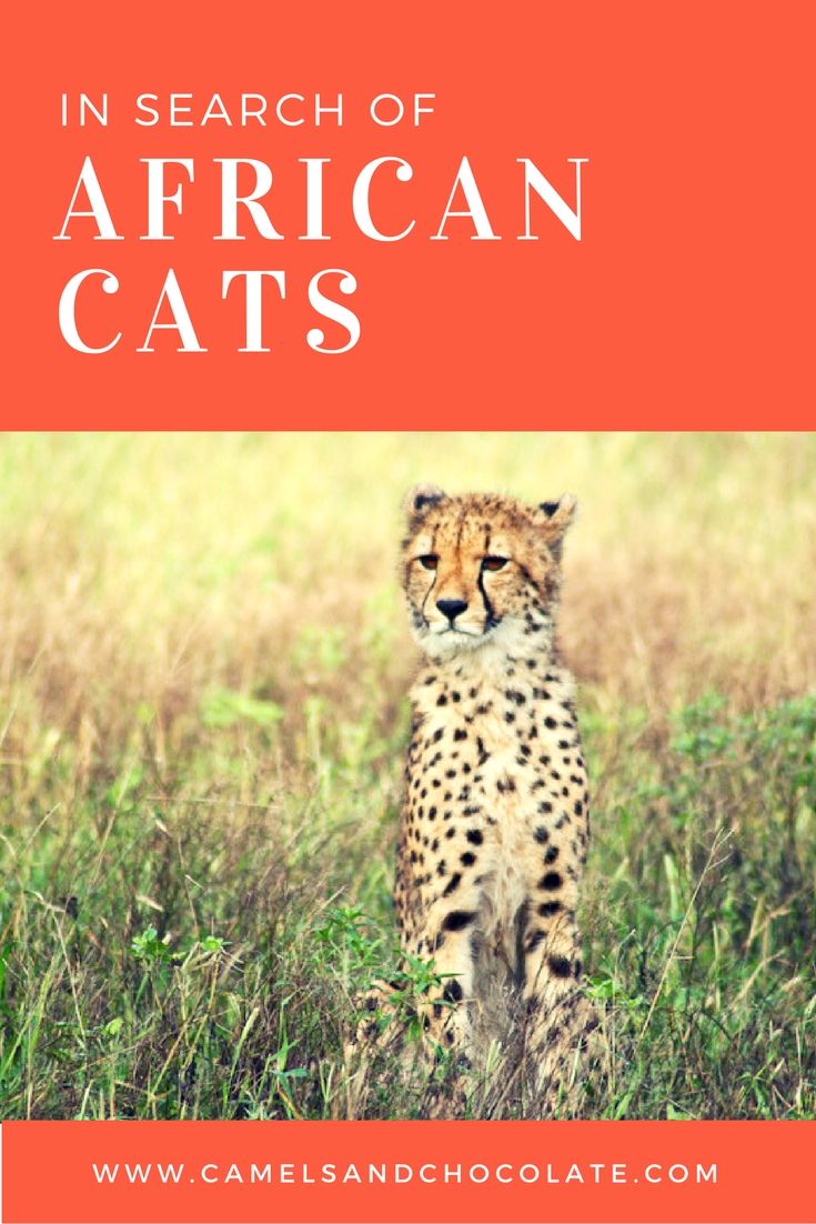 On Safari in South Africa: In Search of Cheetahs and Other Cats