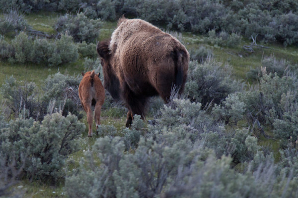 In Search of Bison in Wyoming’s Lamar Valley