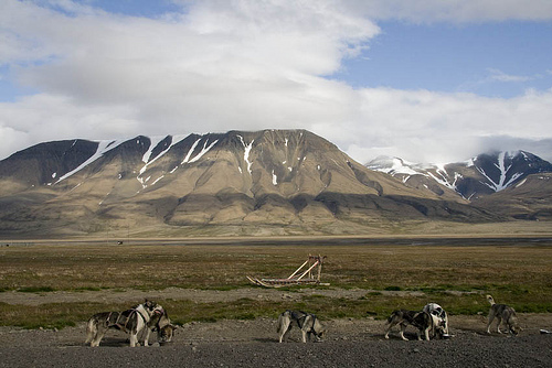 Dog-Sledding in Longyearbyen, Svalbard