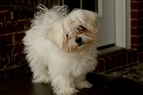 maltese puppy