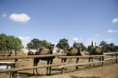 Camels in Negev Desert, Israel