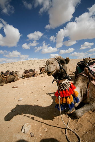 Camels in Negev Desert, Israel