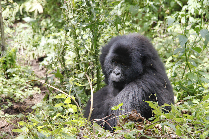 gorilla in Rwanda | Camels & Chocolate