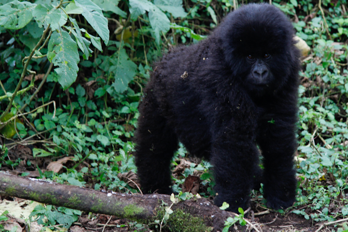 Gorilla trekking in Rwanda: how to do it