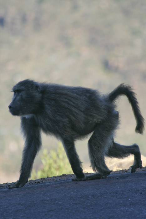 baboon, south africa, africa, travel, photography, cape point