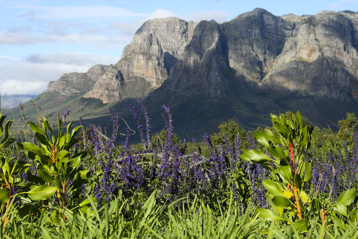 Stellenbosch | How to do South Africa's Wine Country