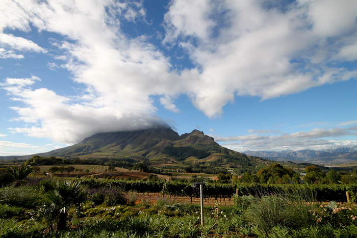 Stellenbosch | How to do South Africa's Wine Country