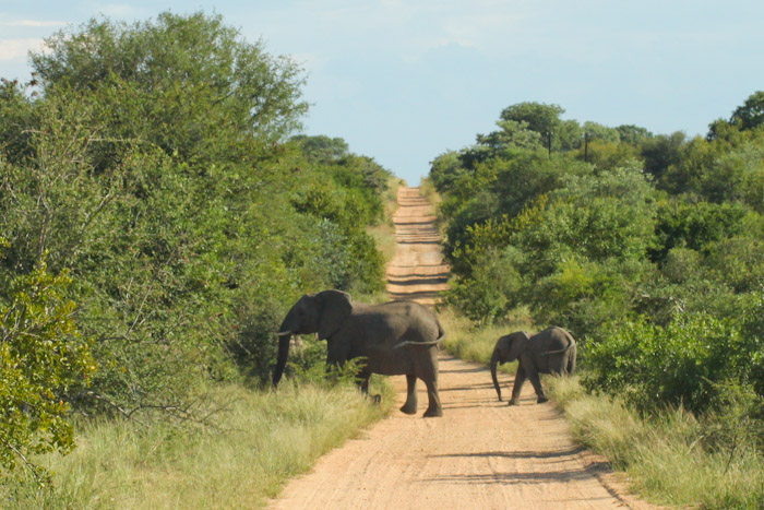 Ngala Safari Lodge, Kruger, South Africa