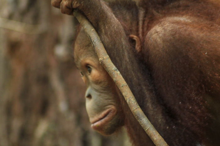 orangutan, shangri-la, rasa  ria, borneo, sabah, malaysia, jungle