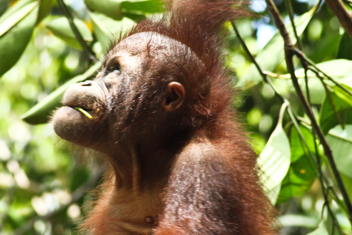 orangutan, shangri-la, rasa ria, borneo, sabah, malaysia, jungle