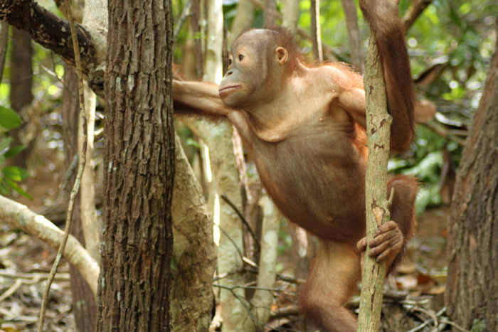 orangutan, shangri-la, rasa ria, borneo, sabah, malaysia,  jungle