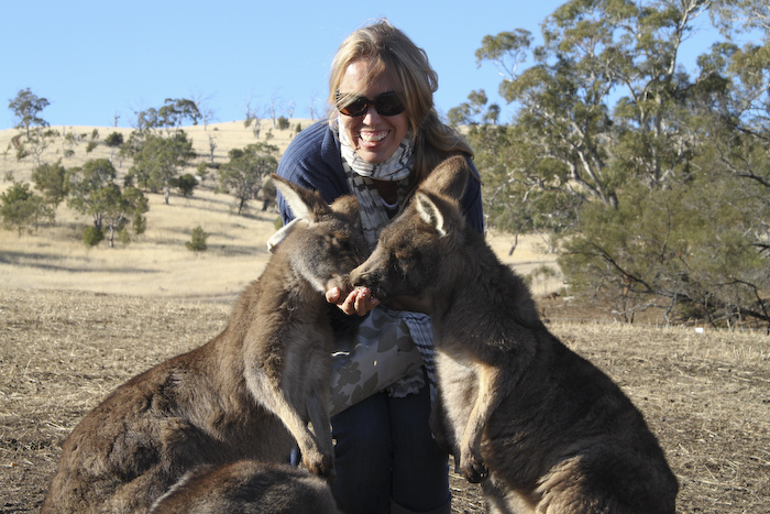tasmania, australia, bonorong, wildlife, park, tasmanian devil, echidna, wallaby, koala, wombat, kangaroo