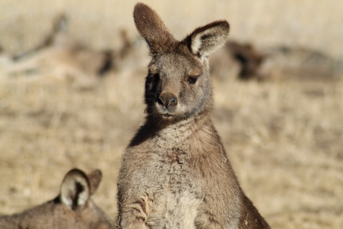 tasmania, australia, bonorong, wildlife, park, tasmanian devil, echidna, wallaby, koala, wombat, kangaroo