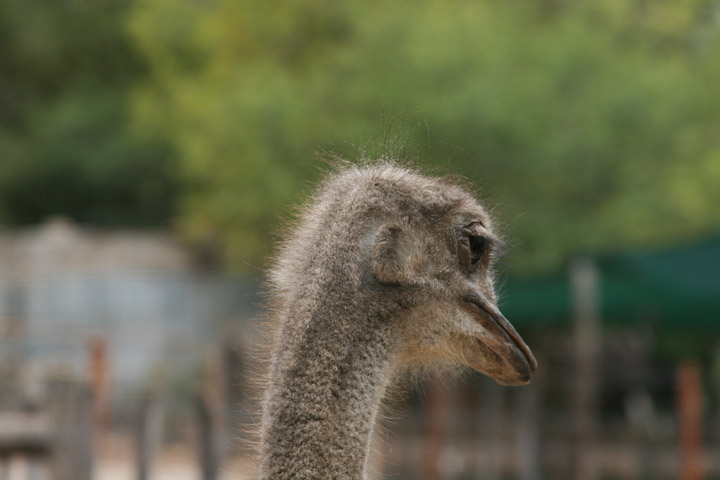 ostrich, south africa, oudtshoorn, africa, travel