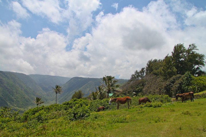 Waterfall Tour, Kohala Coast, Big Island