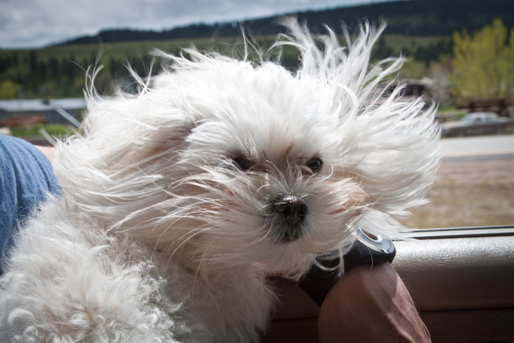 windblown puppy