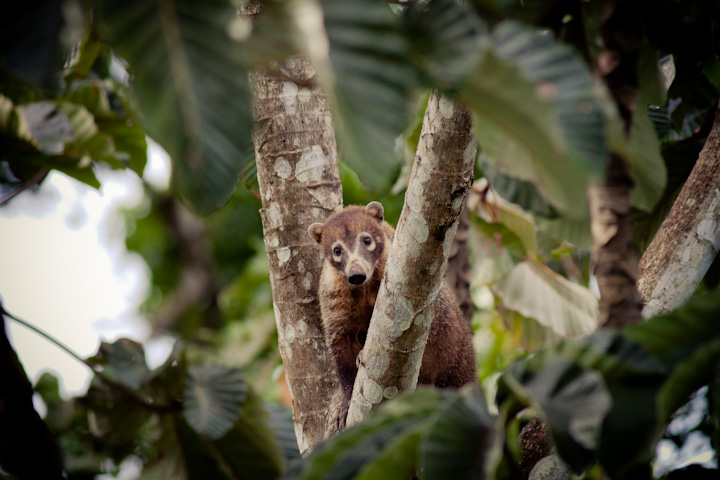 Canopy Tower | Gamboa, Panama