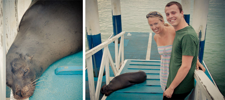 Seals | Galapagos Islands | Camels & Chocolate