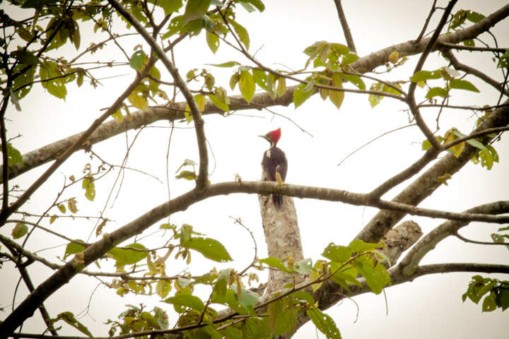 Woodpecker | Canopy Tower, Panama | Camels & Chocolate