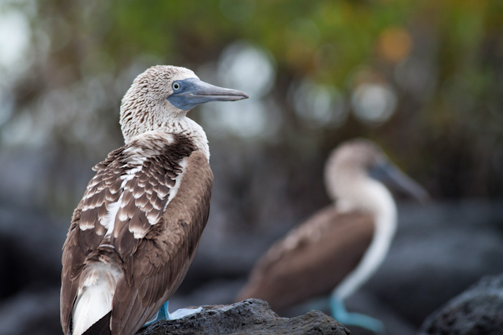 Blue-footed booby | Galapagos Islands | Camels & Chocolate