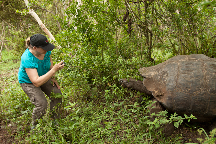 Galapagos Islands tortoise | Camels & Chocolate