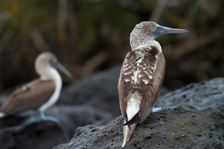 Blue-footed booby | Galapagos Islands | Camels & Chocolate