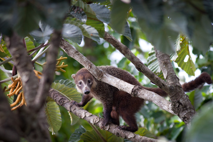 Coati in Panama