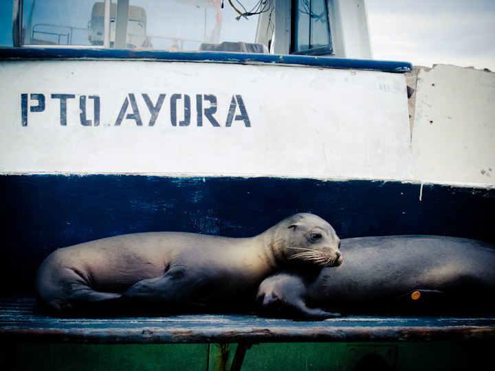 Seals | Galapagos Islands | Camels & Chocolate