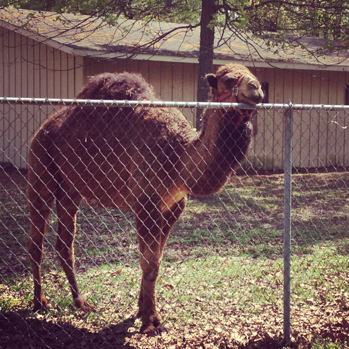 New Home | Camels & Chocolate