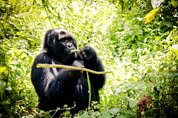Gorilla in Rwanda | Camels & Chocolate